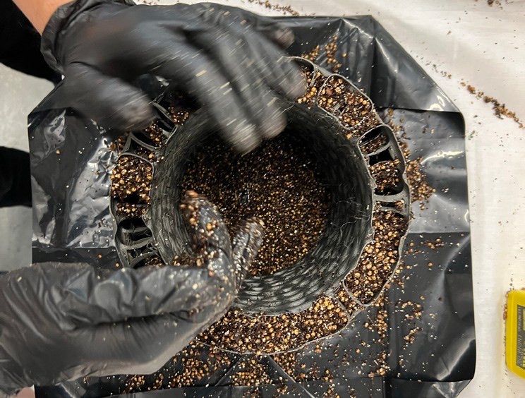 Inoculating sterilised organic rye grain with oyster culture