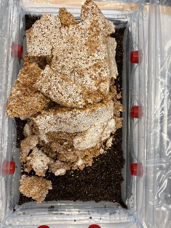 Bulk substrate colonising with mycelium
