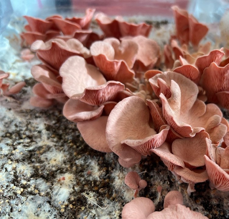 Pink Oyster mushrooms fruiting