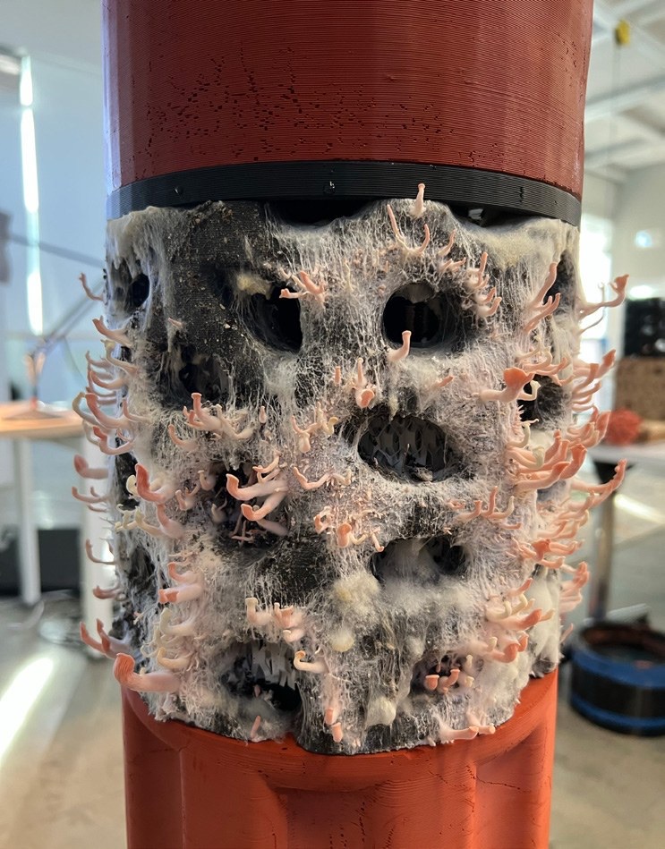 MycoCore fruiting in place on the tower